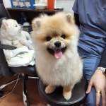 늘조은동물병원