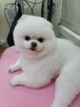 강아지멋내기