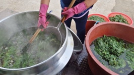 e신선농장:산나물,약초,옥수수,시래기재배