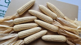 e신선농장:산나물,약초,옥수수,시래기재배