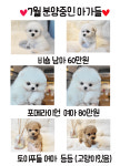 해시도그