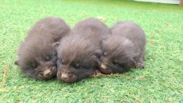 재리쥬작은동물원