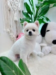 마벨펫 천안점