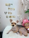 마벨펫 천안점