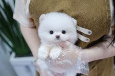 내품멍냥 노원 강아지 고양이분양