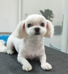 그 남자의 grooming샵 공간