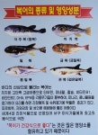 미정복어