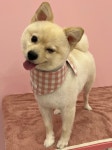 발사탕 펫살롱
