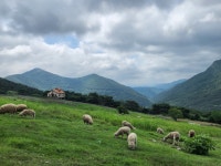 무등산양떼목장