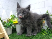 김포고양이분양 부모묘확인 허니캣