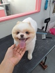 미소펫샵