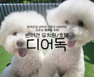 디어독
