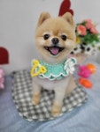 뽀득하개