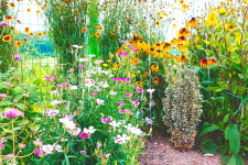 신천도토리새싹요리