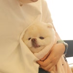 늘조은동물병원