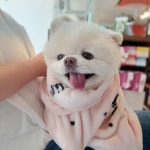 늘조은동물병원