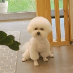 흰둥이검둥이꾸미는날