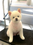 오늘도 예쁘개