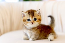 수원고양이분양 고사남 본점