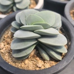소소한다육농원