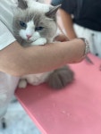 고든펫