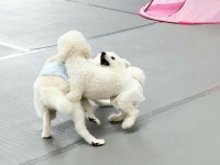 키움발자국 애견유치원
