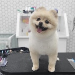 리치펫살롱
