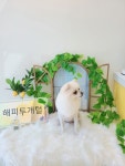 해피투개털