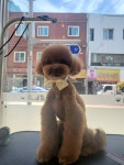 이발하개