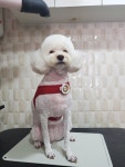 이발하개