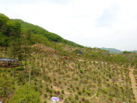 정안수목장