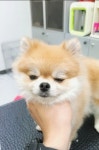 쓰담쓰담 애견샵