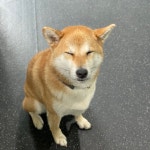 숙희네개집