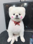 키스더도그/아르테미스 아카데미