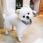 키스더도그/아르테미스 아카데미