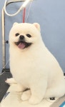 메리몰펫샵만덕
