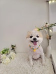 바둑이쌀롱