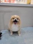바둑이쌀롱
