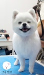 가장아름답개
