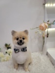 바둑이쌀롱