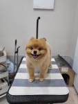 바둑이쌀롱