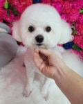 알라꿀 펫살롱