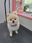 미소펫샵