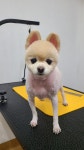 순지 애견미용샵