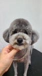 순지 애견미용샵