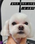 순지 애견미용샵