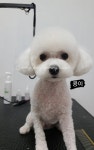 순지 애견미용샵