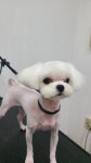 순지 애견미용샵