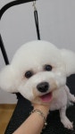 순지 애견미용샵
