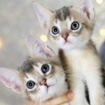 고양이분양 전문 달루나캣츠 왕십리점